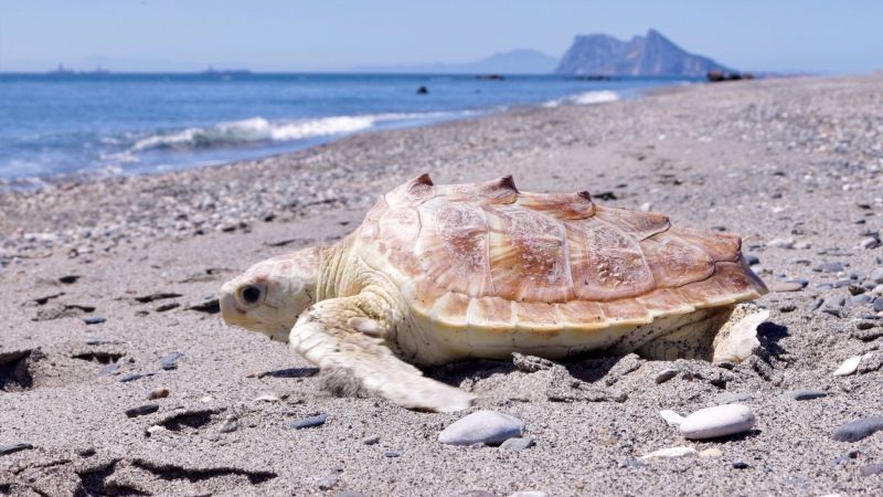 La Junta liberó 10 tortugas marinas en 2019  tras su recuperación física