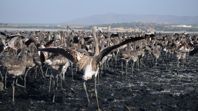Mas de 500 personas participan en el anillamiento de pollos de flamenco en la Laguna de Fuente de Piedra