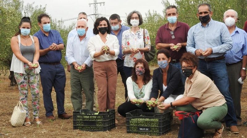 Comienza la campaña 2020/21 de la Denominación de Origen Protegida 'Aceituna Aloreña de Málaga'