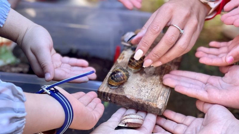 Maestro caracol