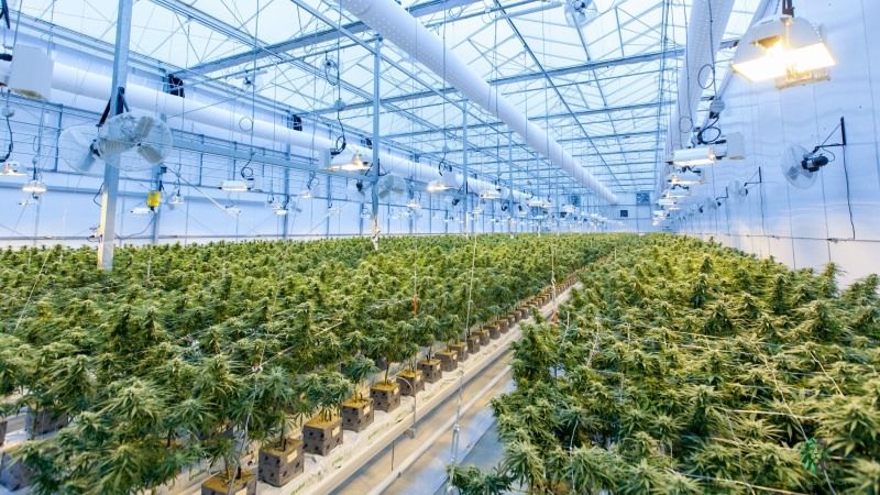Industria cannábica en España. ¿Tiene futuro?