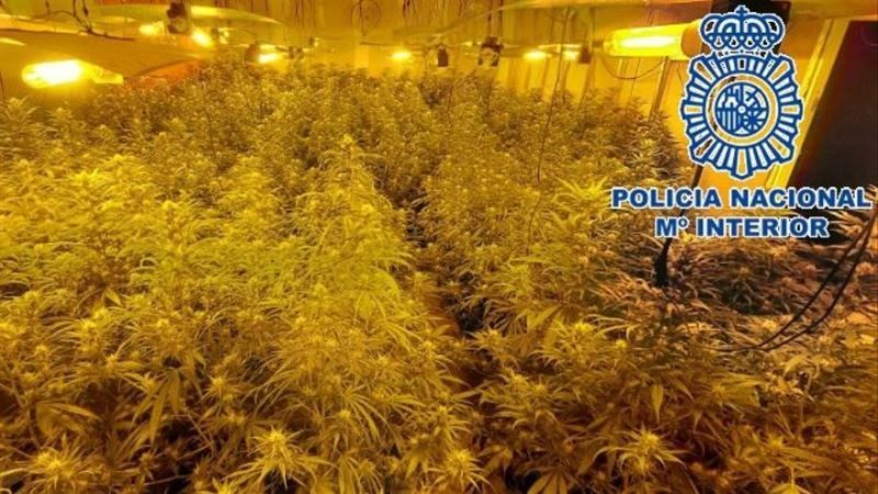 El fuerte olor a marihuana delata un invernadero en una nave de Alhaurín de la Torre