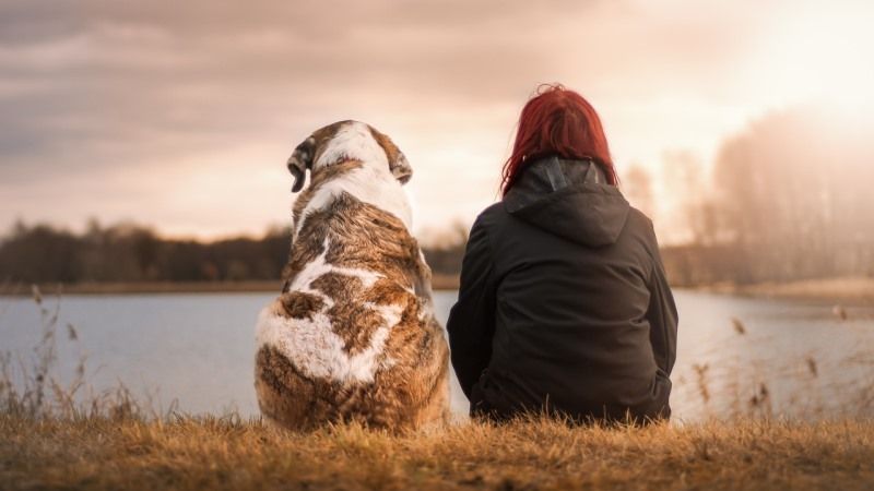 España celebra el primer juicio por la custodia de un animal