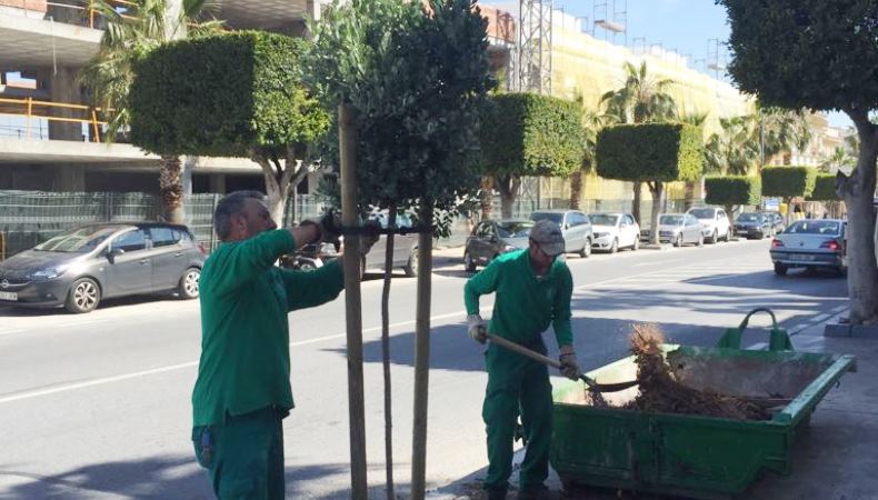 Servicios Operativos reemplaza tres árboles en la travesía e investiga un posible envenenamiento