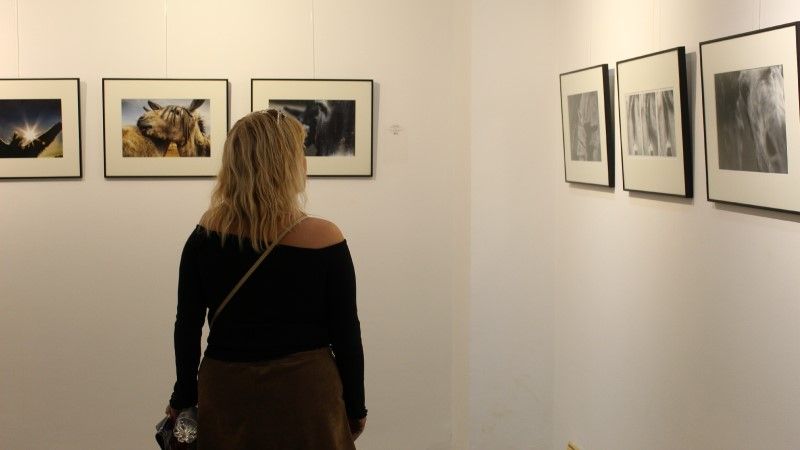 El Centro Cultural acoge una exposición de fotografía dedicada a la raza del burro