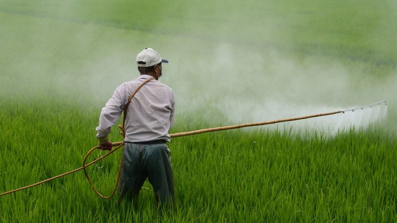 IU sigue apostando por la agricultura tradicional en Alhaurín de la Torre