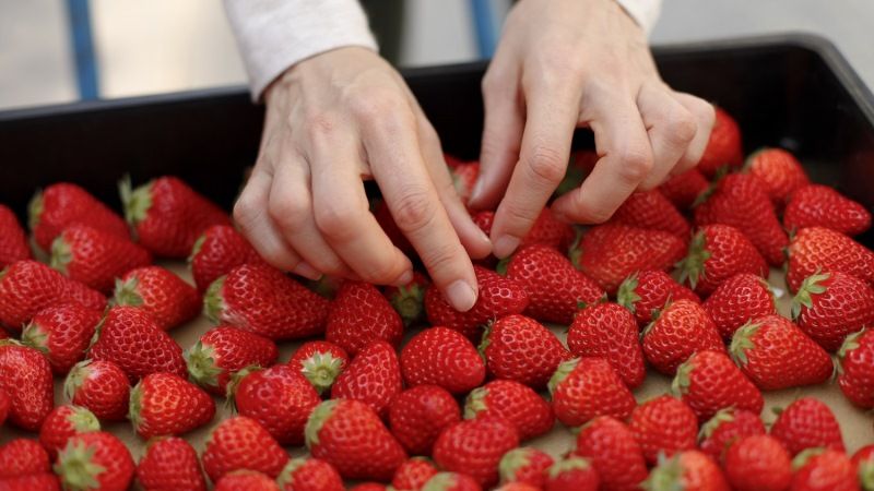 Crespo demanda al Ministerio “medidas excepcionales” para los productores de frutos rojos gravemente afectados por la pandemia