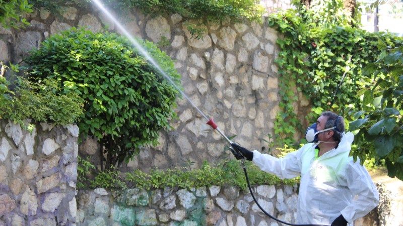 La próxima semana comienza la campaña de fumigación contra el mosquito tigre