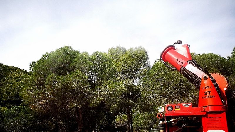 La próxima semana se llevará a cabo una nueva fumigación contra la procesionaria