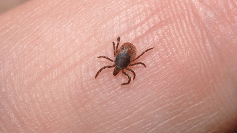 Consejos para erradicar insectos molestos de tu casa