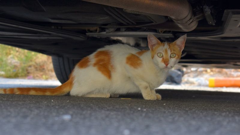 Nuevo paso adelante para la implantación del protocolo CER de control de los gatos callejeros