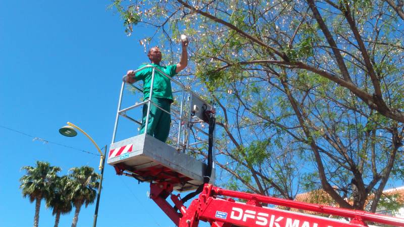 Servicios Operativos reanuda el tratamiento para acabar con la suciedad de las jacarandas
