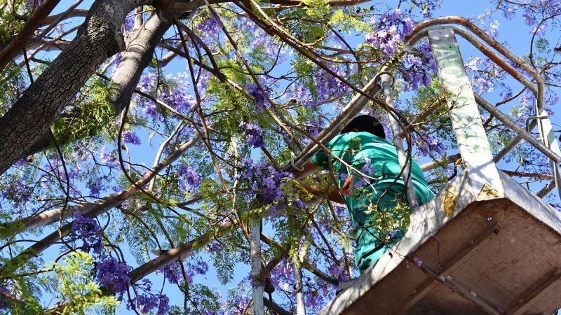 Servicios Operativos reactiva el tratamiento para acabar con la suciedad de las jacarandas