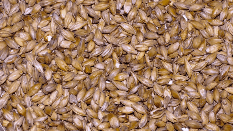 ¿Cuál es el ingrediente principal de la cerveza?