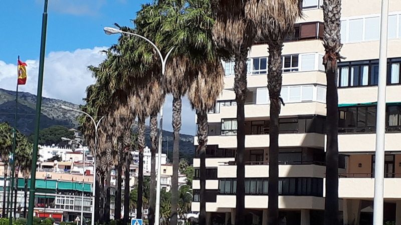 Ciudadanos Torremolinos presentará un ruego en el Pleno para que se poden las palmeras de Playamar por el peligro de caída de palmas secas