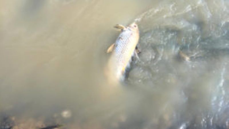 El Ayuntamiento de Alhaurín de la Torre denuncia la “grave e insostenible” contaminación del río Guadalhorce