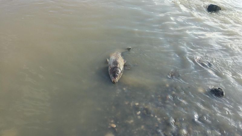 PSOE de Alhaurín de la Torre pide a Medio Ambiente un informe para aclarar la aparición de peces muertos en el Guadalhorce