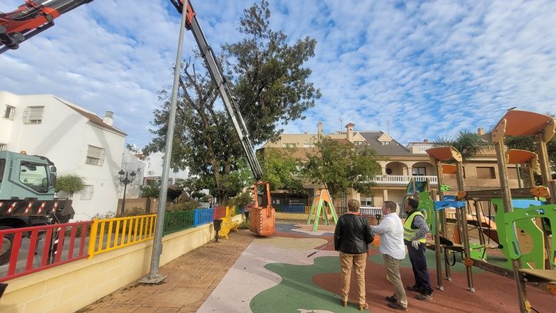 El Ayuntamiento ejecuta una poda técnica y preventiva del histórico nogal de La Torre