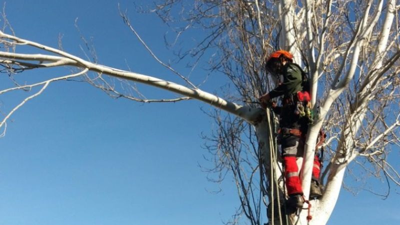 Los Servicios Operativos acometen un plan de mejora de zonas verdes en Viñagrande