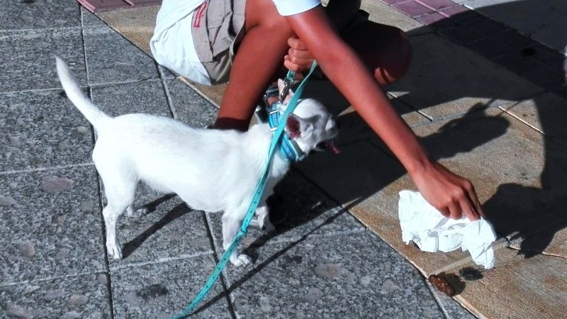 Medio Ambiente intensificará la campaña para la recogida de excrementos de mascotas en la vía pública