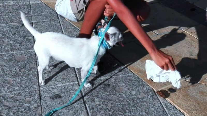 El Ayuntamiento recuerda que los propietarios de mascotas deben limpiar los orines