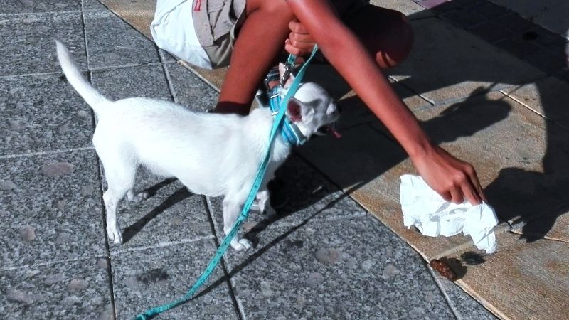 El Ayuntamiento intensificará la vigilancia sobre la recogida de excrementos de mascotas en la vía pública
