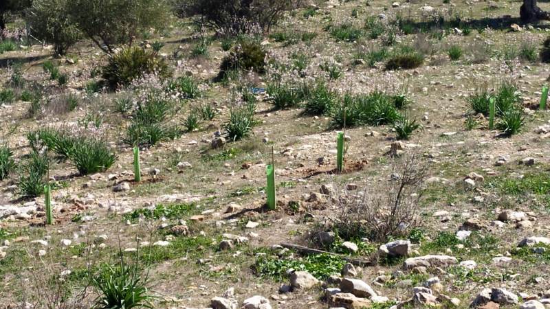 Labores de reforestación con especies autóctonas en el entorno de la torre nazarí de Torrealquería