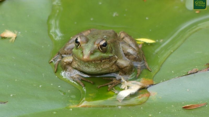 Un taller de sensibilización ambiental pone en valor la riqueza de la fauna de la Sierra alhaurina
