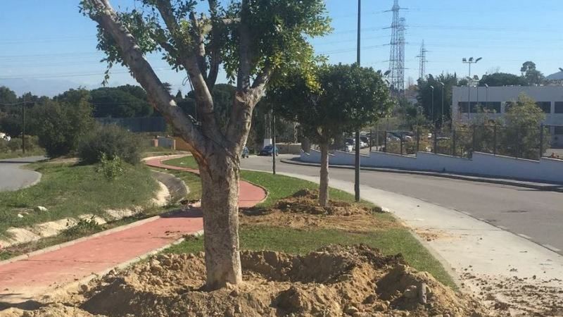 Los árboles de Alhaurín de la Torre afectados por las obras en el Recinto Ferial se trasplantan hasta Taralpe